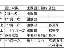 北极兔饲养全指南（掌握正确的喂养方法，让北极兔健康成长）