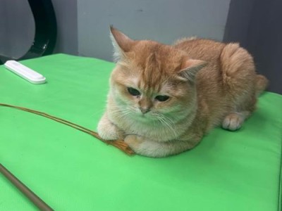 猫咪训练的项目及方法（了解猫咪可训练的项目以及如何进行有效训练）