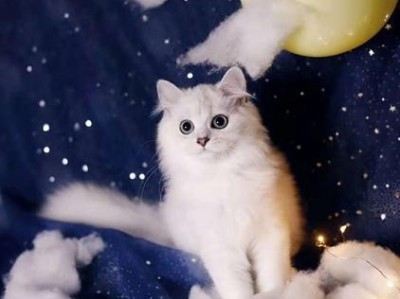 了解金吉拉猫的多样毛色（探索金吉拉猫毛色的丰富性与变化）
