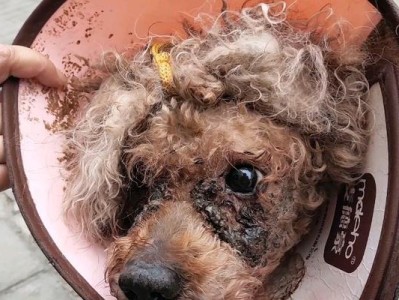 哪种狗狗泪痕最严重？（揭秘泪痕问题中的关键因素）