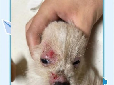 揭开犬螨虫的秘密（了解犬螨虫的种类、症状和防治方法）