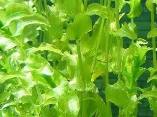 草金的水换频率及注意事项（了解草金水换的时间间隔以保持水质清洁）
