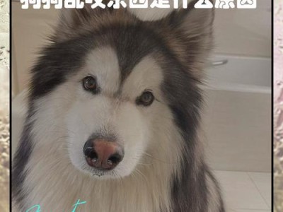 幼犬咬东西（解决幼犬咬东西问题的关键是耐心与训练）