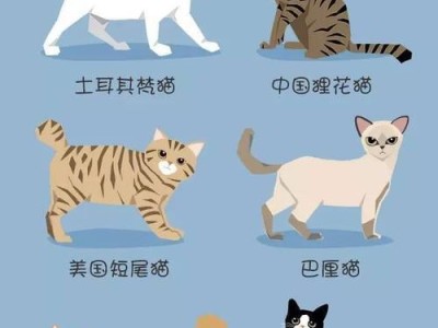 如何饲养美国短尾猫（打造一个健康快乐的宠物家庭）