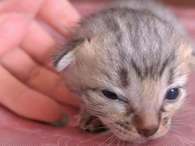 猫咪睁眼的奇妙过程（揭开猫咪眼睛的神秘面纱）