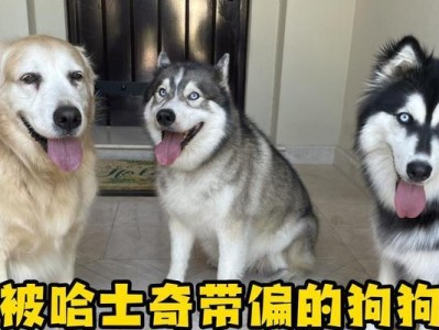 公哈士奇配种间隔多久合适？（科学控制配种频率，）