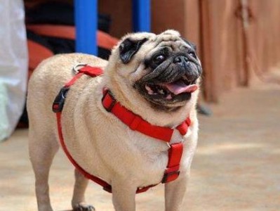 探秘八哥犬的独特魅力（聪明活泼、多才多艺，八哥犬的特点一览）