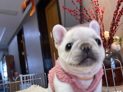 五种常见的斗牛犬（了解这些受欢迎的犬种及其特点）