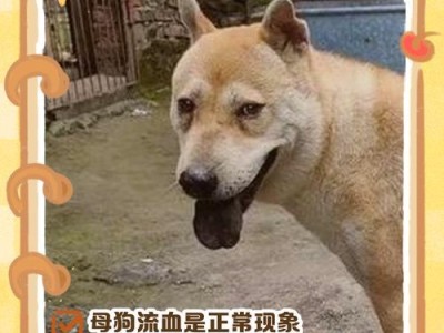 狗狗的孕期与生产周期详解（了解狗狗的受孕到生产周期，助你成为贴心的宠物主人）
