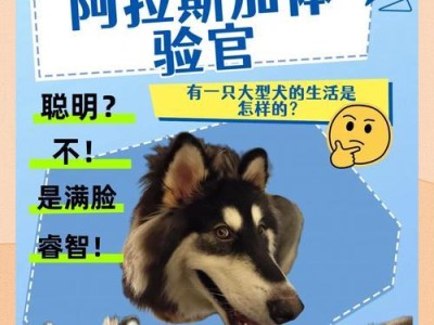 成年阿拉斯加的合理饮食量及注意事项（了解阿拉斯加的饮食需求，让它健康快乐）