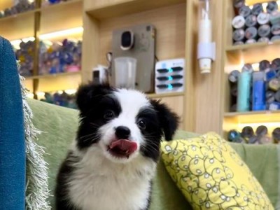边境牧羊犬价格的相关信息（了解边境牧羊犬价格的关键因素及市场动态）