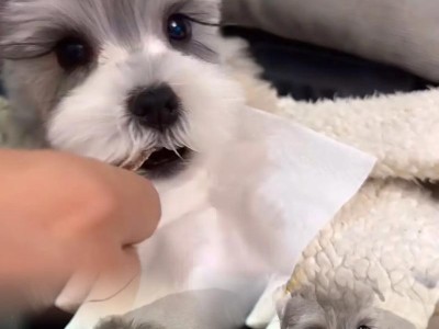 雪纳瑞犬断奶时间的重要性（探究合适的断奶时间和关键影响因素）