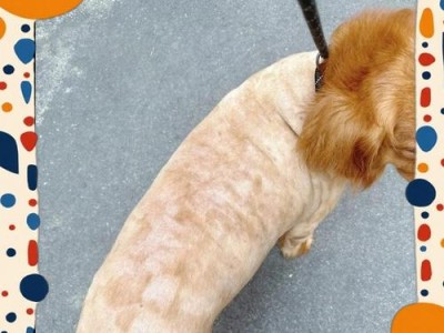 狗癣（了解狗癣的症状和正确治疗方法，关心宠物健康）