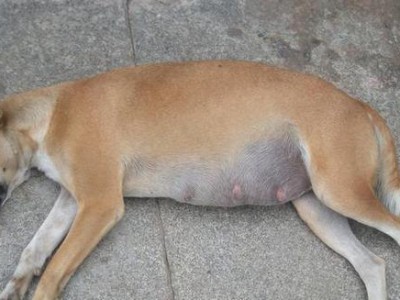 怀孕狗狗临产的症状及应对方法（了解狗狗临产前的表现，为它们提供最好的关怀）