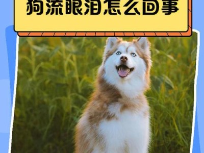 正确清理狗狗泪腺的方法（保护宠物眼睛健康，有效预防眼部感染）