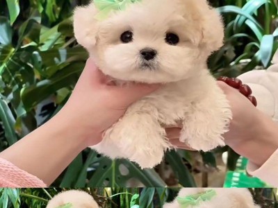 三个月大的小狗能走多远？（小狗的运动能力与发育阶段）