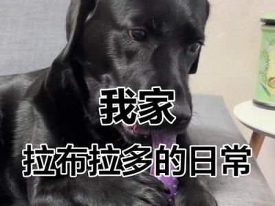 拉布拉多的成长周期及关键因素（探究拉布拉多从幼犬到成犬的成长过程以及影响因素）