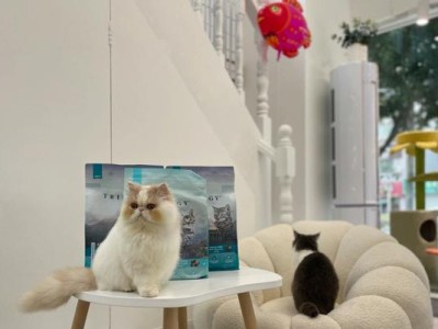 清凉一夏｜异国长毛猫洗护攻略（如何给异国长毛猫提供清凉的夏季护理，让它度过舒适的夏天）
