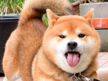柴犬价格透明合理的购入渠道推荐（以柴犬多少钱一只合适？购买前要了解的信息）