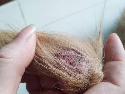 狗为何咬尾巴？（深入探索狗咬尾巴的原因及解决方法）