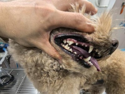 宠物狗狗为什么需要刷牙？（不刷牙的危害及正确刷牙方法）