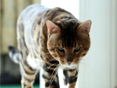 豹猫幼崽被人类养大为何仍保留野性？（专家揭示养殖豹猫幼崽野性保留的原因与解决方法）