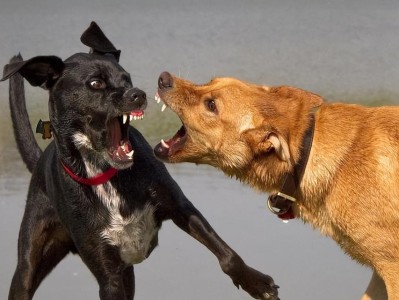 公犬配种的影响及相关考虑（了解公犬配种的重要性和相关问题，保障繁殖健康）
