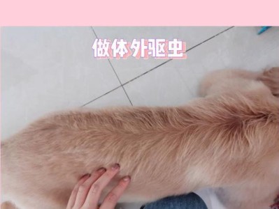 金毛宠物的体外驱虫频率及注意事项（金毛体外驱虫一次多久？）