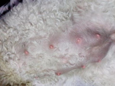 狗狗怀孕多久做检查？（了解狗狗怀孕期间的检查时间点和重要性）