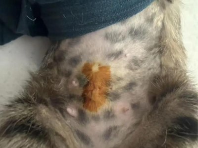 母猫绝育手术的全过程（从手术准备到恢复，详解母猫绝育手术的一切）