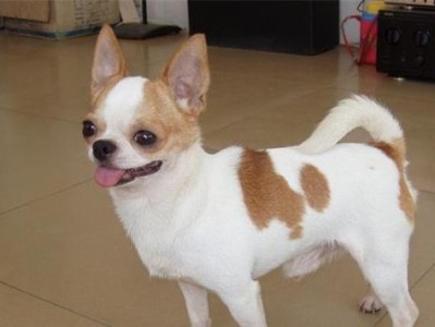 十七斤重的吉娃娃，看起来就像是只比特犬（以这怕是只假的吉娃娃）
