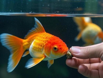 金鱼的饮食搭配与喂养指南（金鱼饲料种类、水果、蔬菜和浮游生物等可供选择的食物）