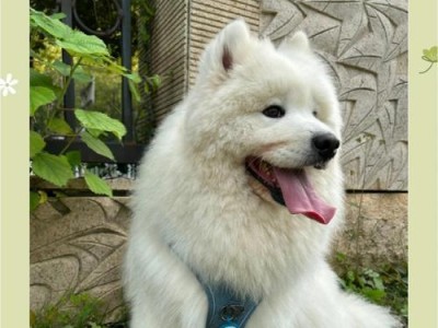 萨摩耶幼犬的饮食需求与喂养注意事项（萨摩耶幼犬一餐应摄入多少食物？如何科学喂养？）