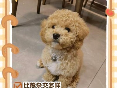 比熊犬双排牙（揭秘比熊犬双排牙的成因，教你如何正确应对）