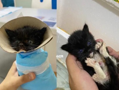 猫咪成长之旅（揭秘猫咪成长的奥秘及吃饭的时机选择）