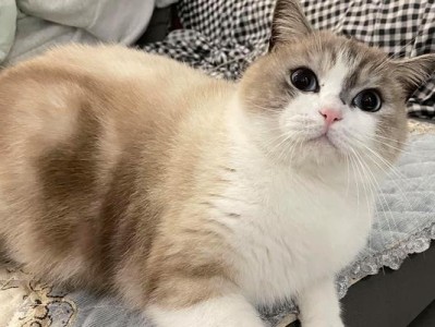 告别小猫的离世（永远怀念我们的宠物伙伴）