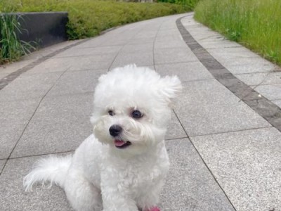 一起来了解纯白色狗狗的品种特点（探秘白色狗狗的神奇之处）