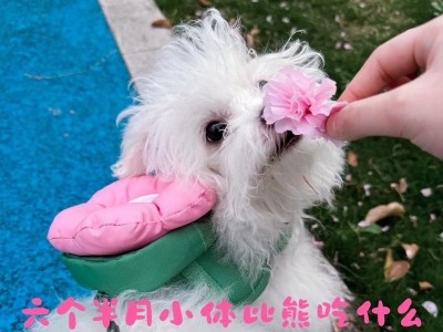 小比熊可以吃哪些水果？（探索小比熊饮食习惯的水果选择）
