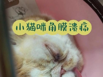 老猫咪的健康问题（揭秘猫咪疝气及其预防措施）