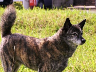 北海道犬的饲养方法（打造健康快乐的宠物生活）