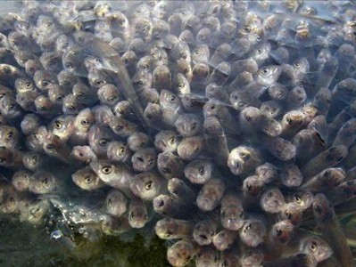 深入探讨鱼类缺氧的原因及解决方案（揭秘水中氧气不足的成因，解决鱼缺氧难题的有效方法）