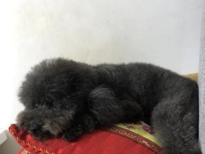 怀孕狗狗为什么趴着睡觉流口水？（原因及解决办法）