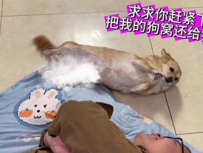 狗狗作揖的意义及训练方法（探索狗狗作揖行为的动机和培养揖礼习惯的技巧）
