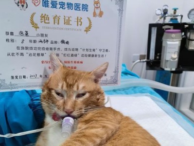 公猫绝育后多久恢复正常撒尿习惯（探讨公猫绝育后撒尿习惯恢复的时间及影响因素）