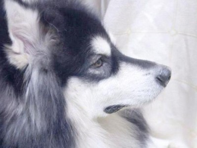 阿拉斯加犬的“玻璃肠胃”（关爱你的阿拉斯加宠物，从正确喂养开始）