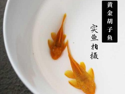 观赏鲤鱼繁殖周期的探究（深入了解观赏鲤鱼繁殖时间和关键因素）