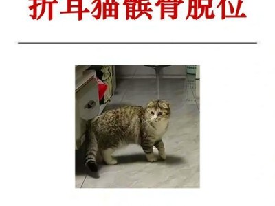 折耳猫为什么会呕吐？（了解折耳猫呕吐的原因和处理方法）