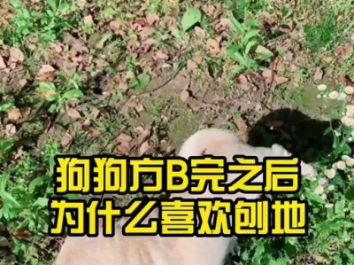 如何纠正狗狗刨地行为（解决狗狗刨地问题的有效方法）
