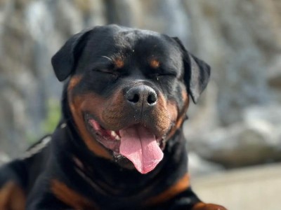 营养丰富的食物是罗威纳犬的最佳选择（给你的罗威纳犬提供健康均衡的饮食）