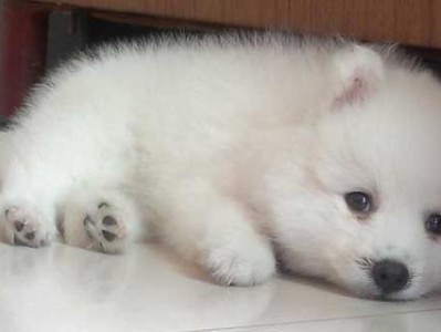 银狐犬（了解银狐犬的价格、合理喂养和有效训练方法，让你的宠物健康成长）